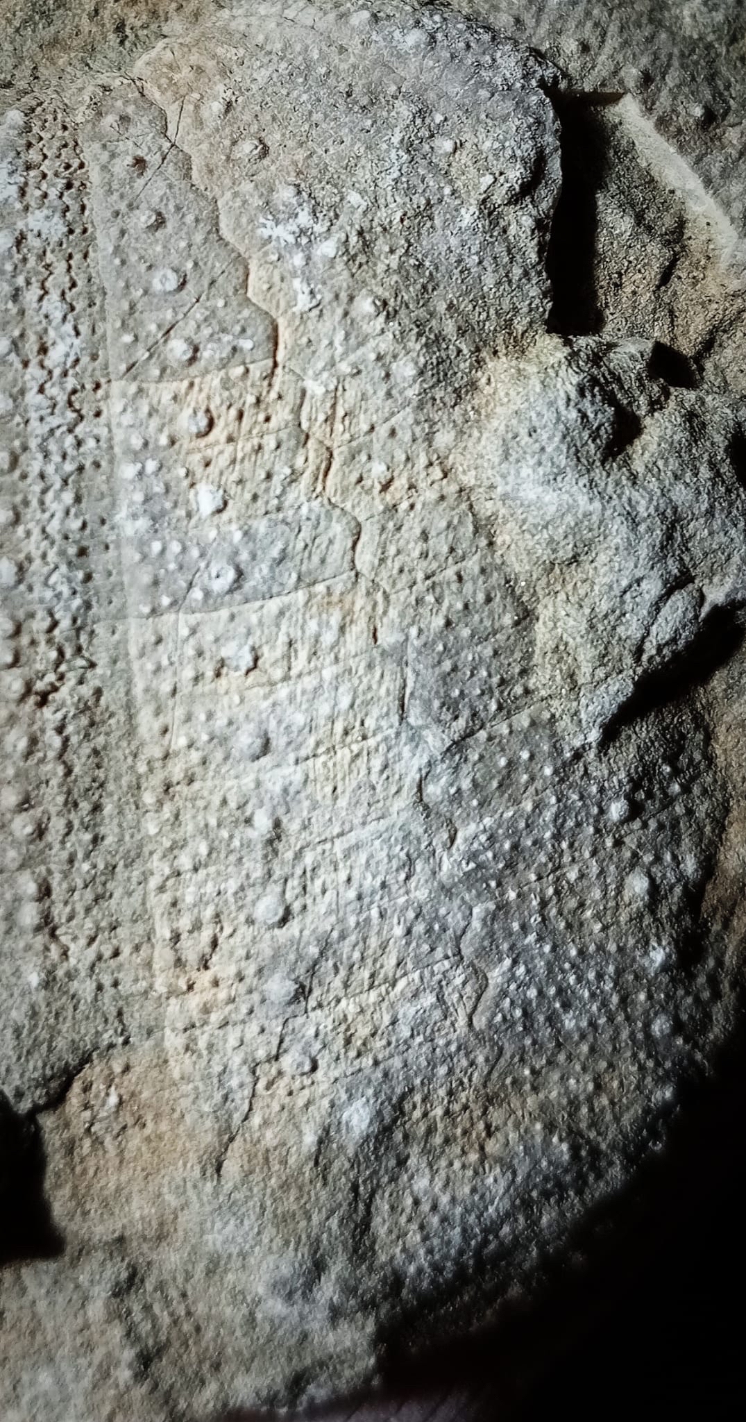 12 - FOSSIL
