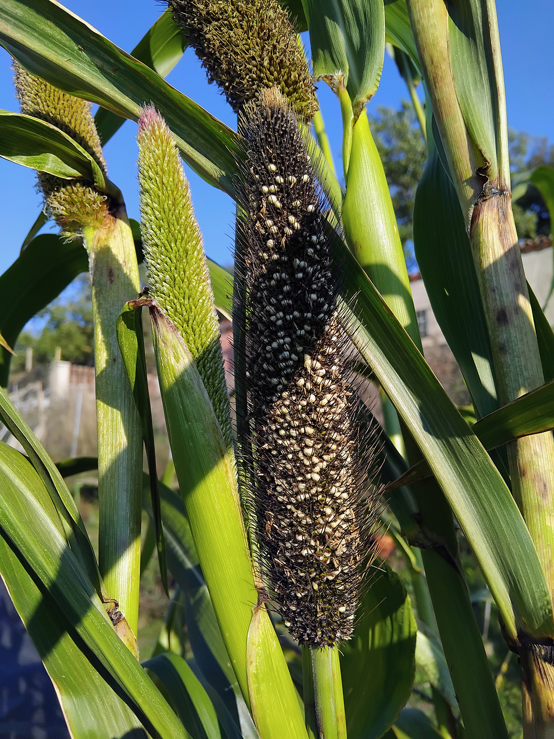 8 - PANICULES