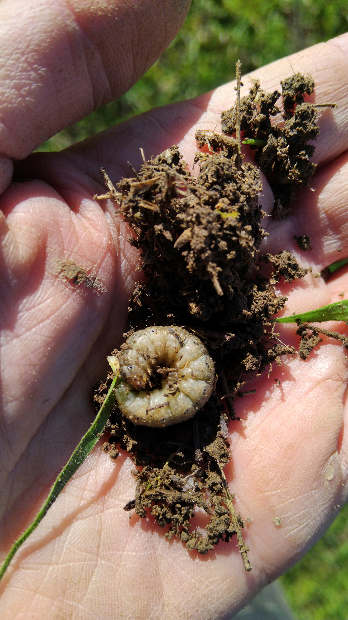 9 - LARVA